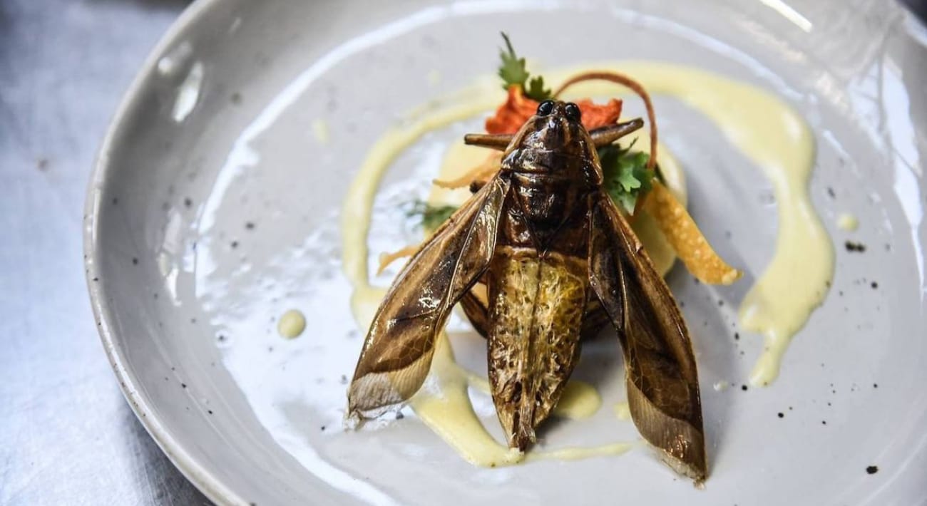 كيف أصبحت ثقافة أكل الحشرات جزءًا من مطابخ الشعوب؟